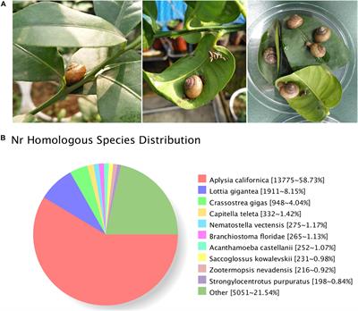 Sequencing of Transcriptome and Small RNA Revealed the Xenobiotic Metabolism-Related Genes and Potential Regulatory miRNA in Asian Tramp Snail